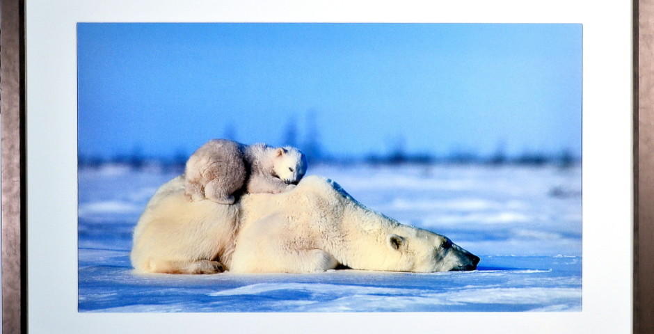 Polar Bears
